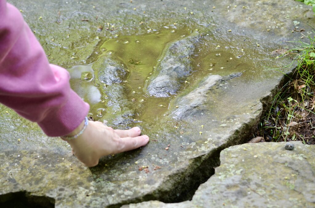 Dinosaur Footprint