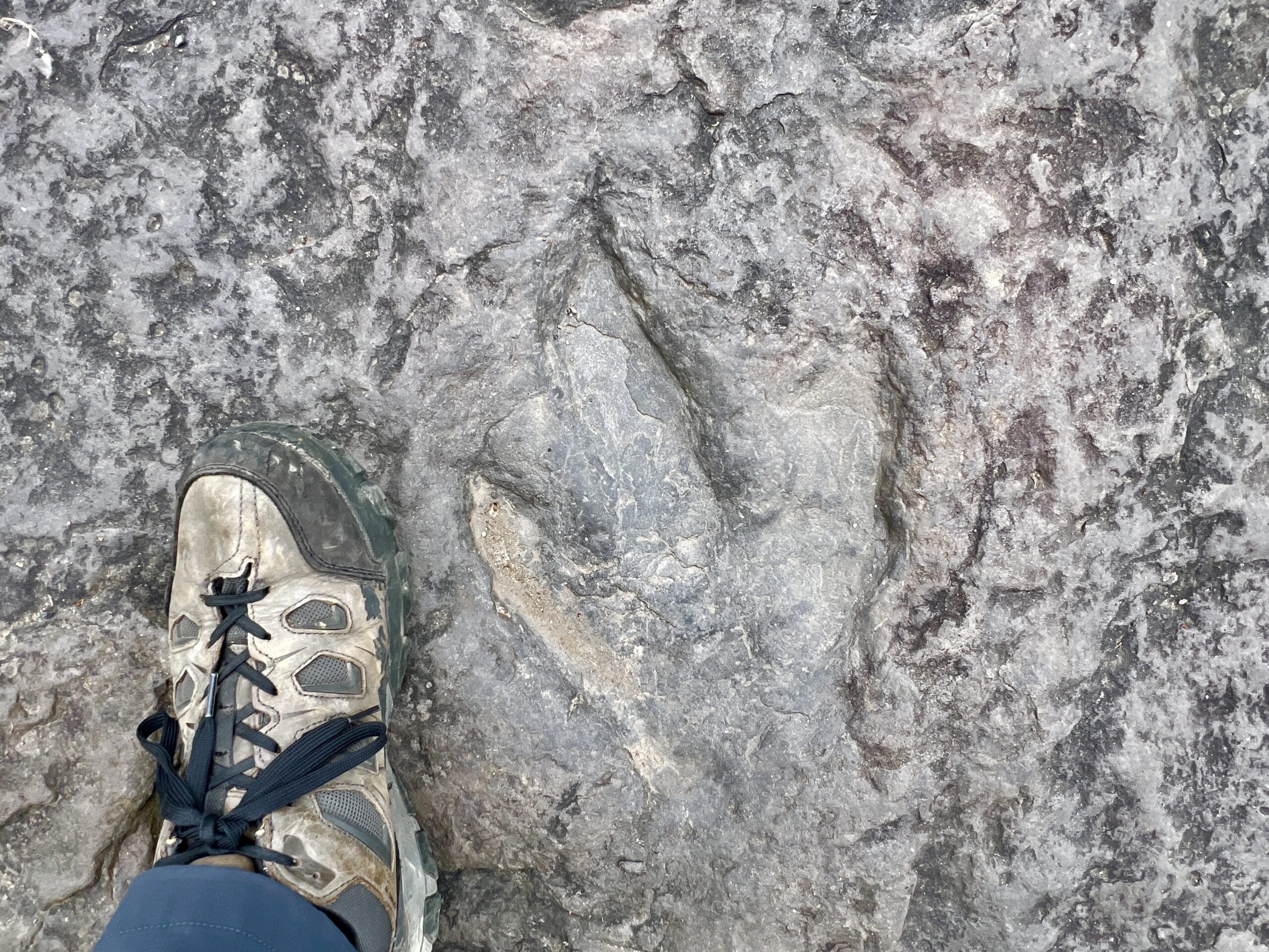 Discovering Dinosaur Tracks