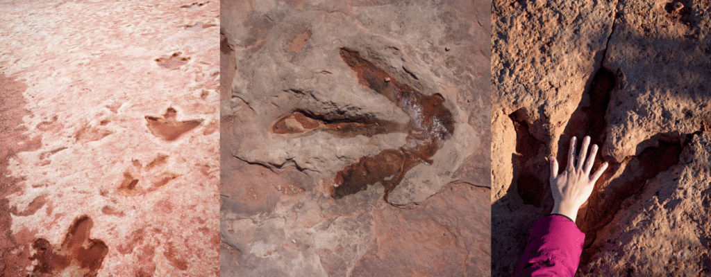 Photos of dinosaur tracks