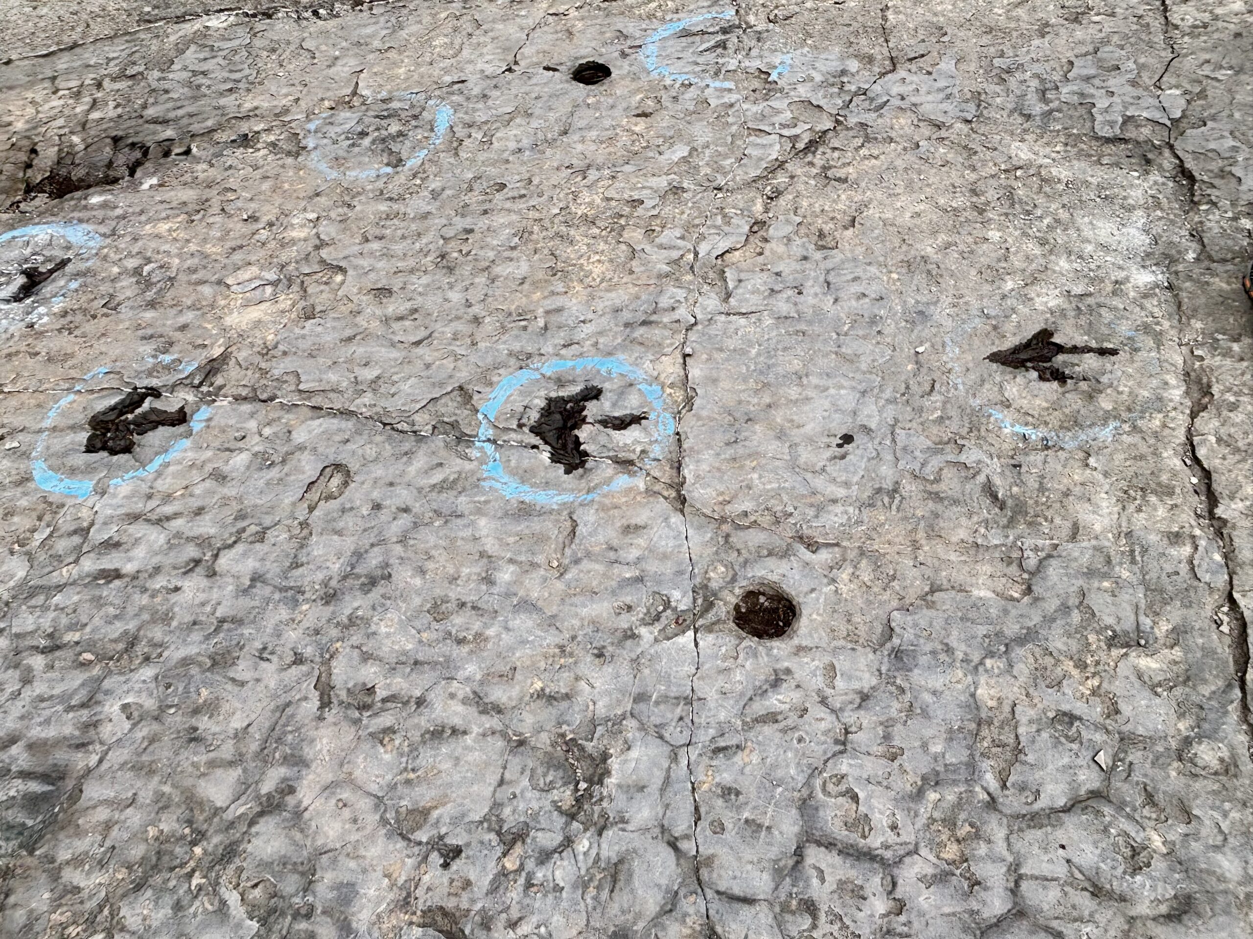 Dinosaur Tracks in Culpeper, Va.