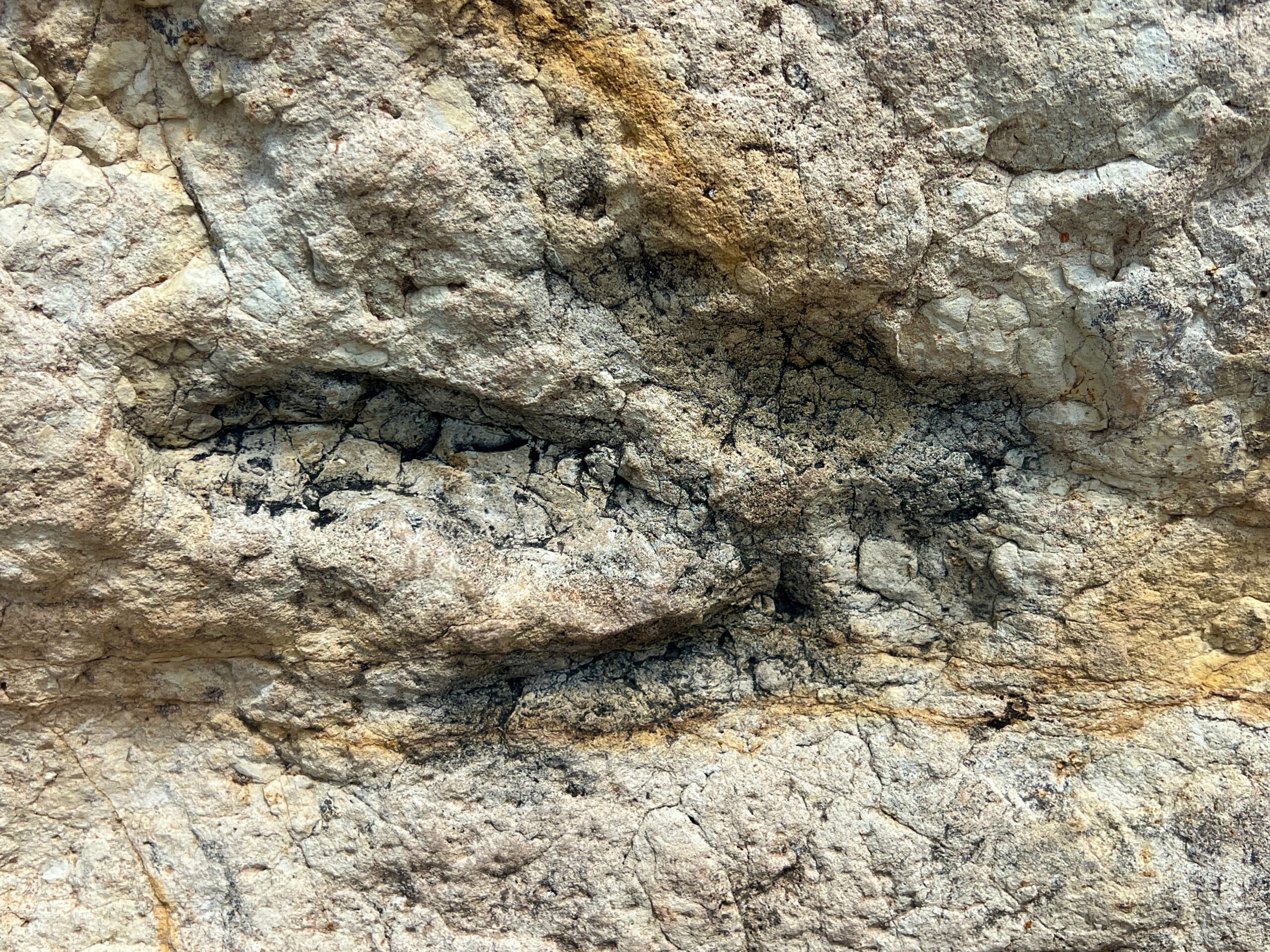 Close-up of a dinosaur footprint preserved in rock at Dinosaur Ridge