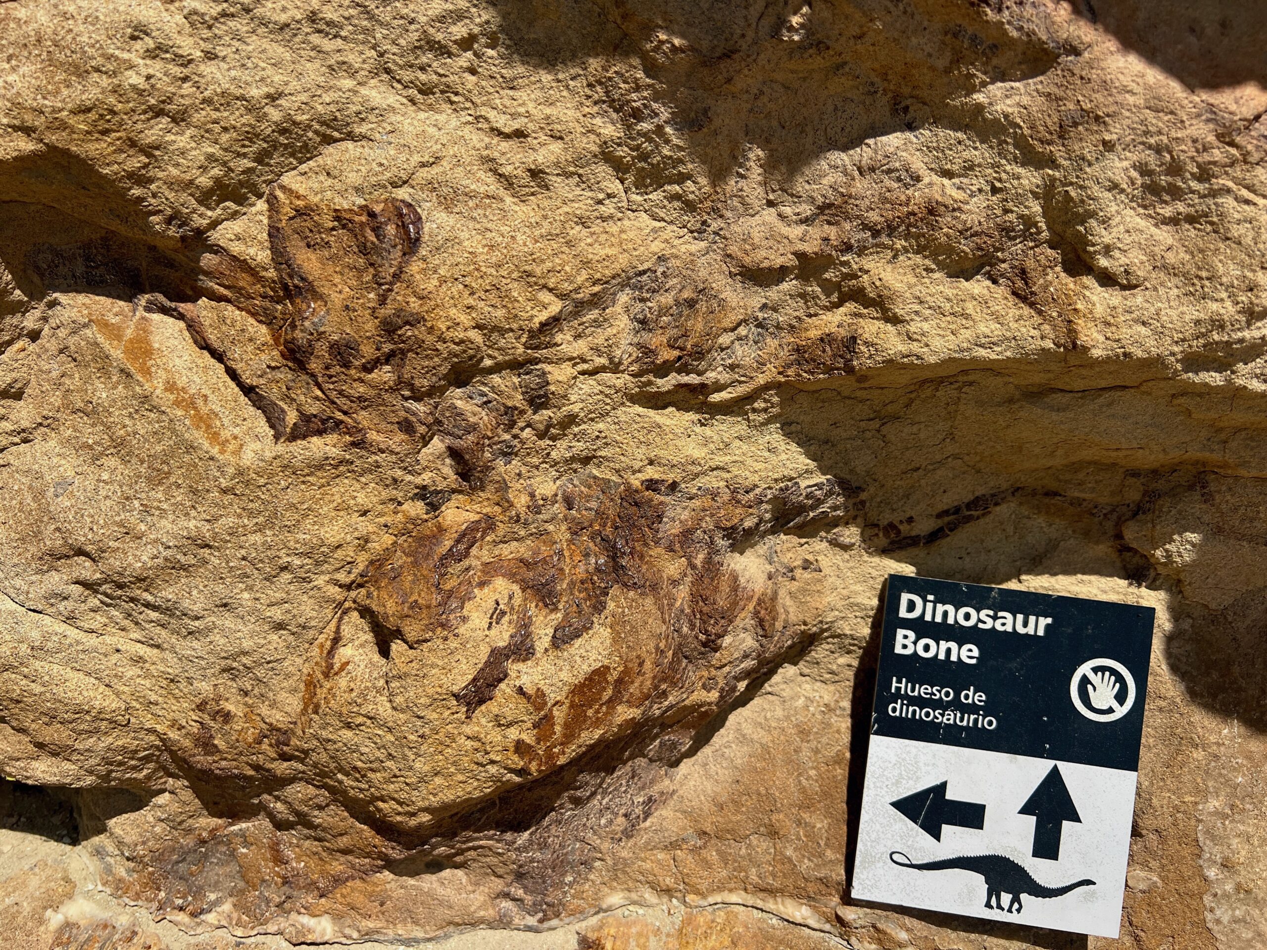 Dinosaur bone embedded in rock at Dinosaur Ridge in Colorado