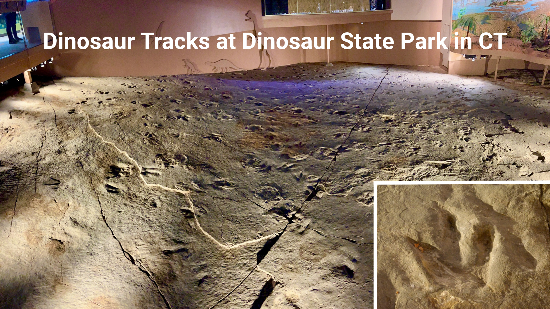 Dinosaur Tracks at Dinosaur State Park, CT