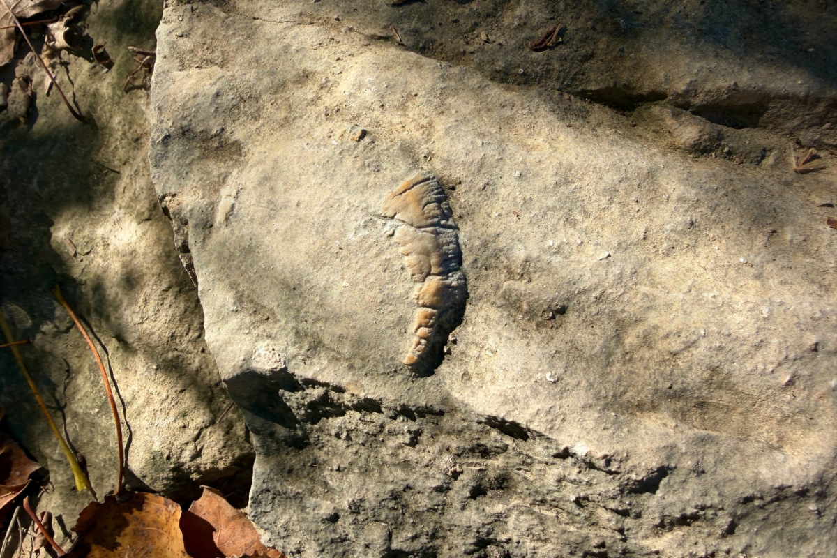 Tapered, ridged horn coral fossil embedded in a rock slab at Falls of the Ohio State Park