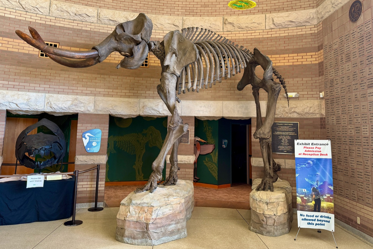 Mammoth skeleton with long tusks displayed inside the Falls of the Ohio Interpretive Center