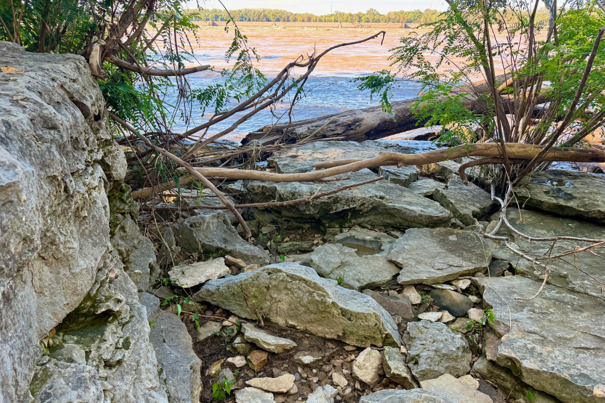 Rock slabs, fallen branches, and leafy trees beside the Ohio River at Falls of the Ohio State Park