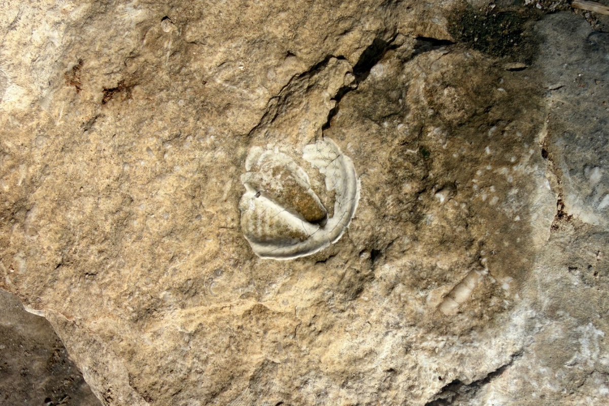 Close-up of a pale trilobite fossil preserved in a brown rock surface