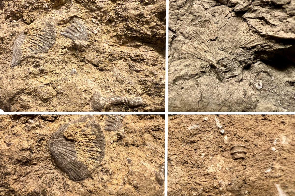 Four close-up photos showing ribbed fossil shells and segmented crinoid pieces embedded in rock