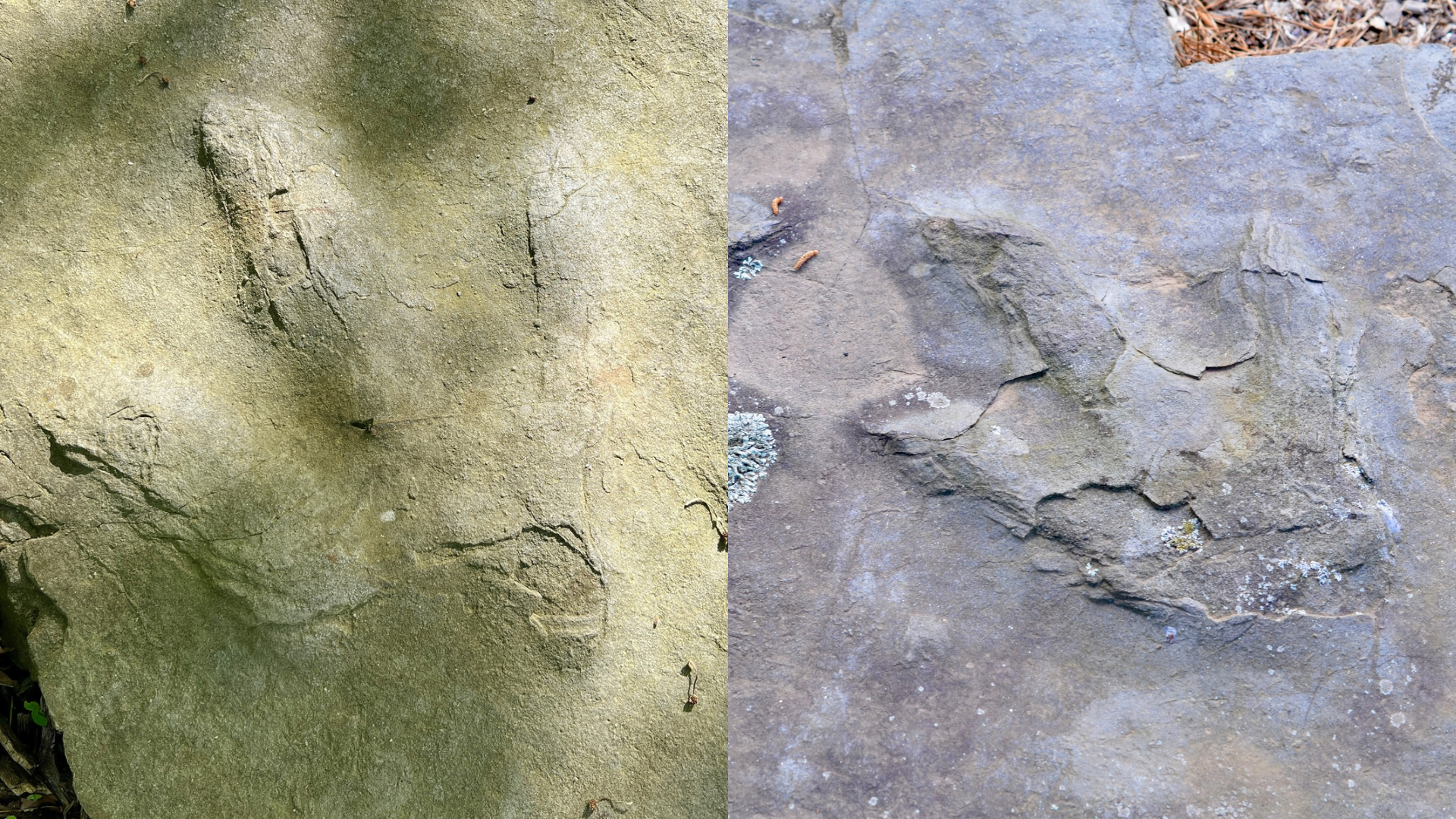 Dinosaur Tracks at Dinosaur State Park